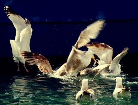 Gaivotas