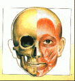 Osteologia da cabeça - Ossos Pares